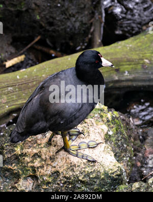 Schwarz Scoter oder Amerikanischen Scoter Vogel in der Nähe vom Wasser, stehend auf einem Felsen mit seinem Kopf, Augen, Schnabel, Füße und schwarzes Gefieder und genießen Ihre en Stockfoto