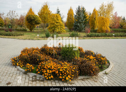 Verschiedene Arten von Bäumen und Sträuchern, die spezifisch für das gemäßigte Klima im Herbst Laub im botanischen Garten in der Nähe von Ploiesti, Rumänien Stockfoto