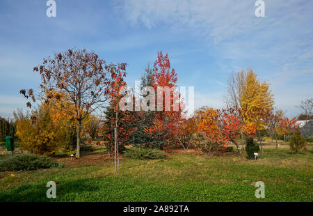 Verschiedene Arten von Bäumen und Sträuchern, die spezifisch für das gemäßigte Klima im Herbst Laub im botanischen Garten in der Nähe von Ploiesti, Rumänien Stockfoto