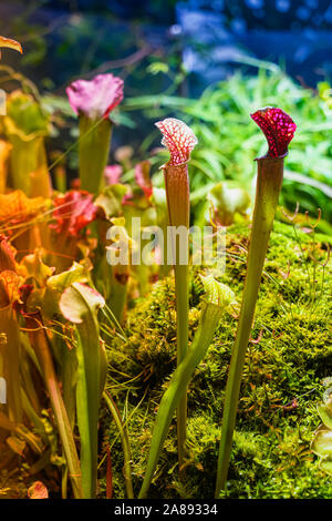 Sarracenia, fleischfressende Pflanzen, grausame Werk Predator, selektiver Fokus, natürlichen Hintergrund Stockfoto