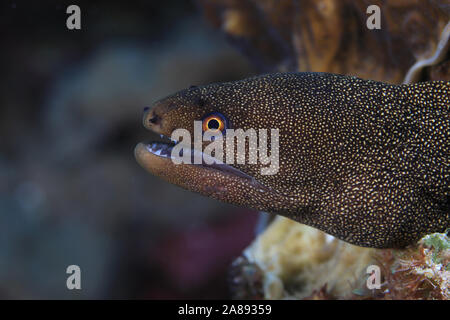 (Goldentail Moray, Aal, Gymnothorax miliaris) unter Wasser in die Korallenriffe der Karibik Bonaire Stockfoto