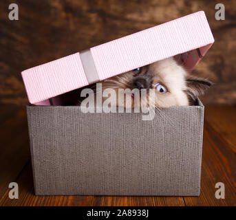 Schottische gerade Katze Creme Farbe. Kitty sieht aus einer Geschenkbox Stockfoto