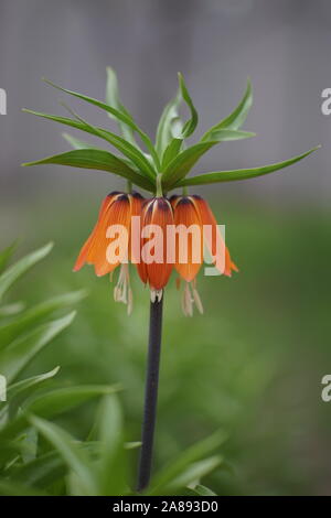 Orange royal grouse Blume wächst im Garten. Stockfoto