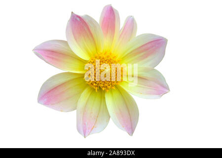 Dahlie Blütenköpfe. Gelb mit Rosa und Lila Dahlie. Blumen auf weißem Hintergrund für Design. Stockfoto