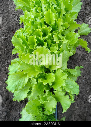 Salatblätter Büsche auf dem Boden oben wachsen. Wachsende Salat im Land. Stockfoto
