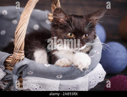 Eine Katze im Korb schaut rechts. Stockfoto