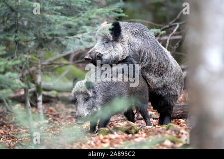 Wildschweine im Herbst Stockfoto