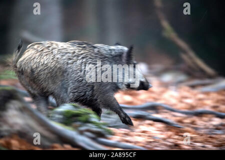 Wildschweine im Herbst Stockfoto