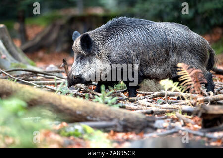 Wildschweine im Herbst Stockfoto