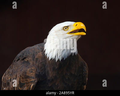 Männlicher Weißkopfadler Haliaeetus leucocephalus Nationales Symbol der Vereinigten Staaten Stockfoto