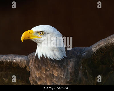 Männlicher Weißkopfadler Haliaeetus leucocephalus Nationales Symbol der Vereinigten Staaten Stockfoto