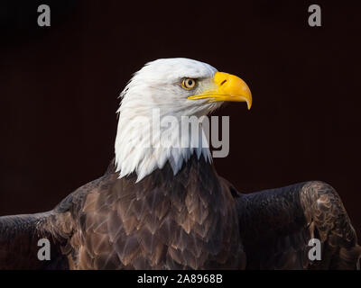 Männlicher Weißkopfadler Haliaeetus leucocephalus Nationales Symbol der Vereinigten Staaten Stockfoto