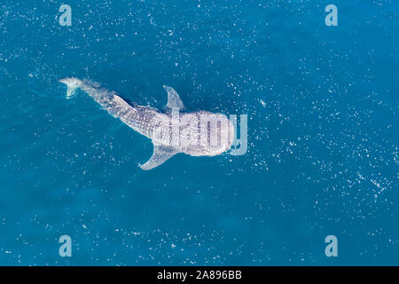 Ein Walhai, der Firma IPCON Typus, langsam schwimmt in der Nähe der Oberfläche Fütterung auf Krill in Indonesien. Dies ist die größte bekannte extant Fischarten auf der Erde. Stockfoto