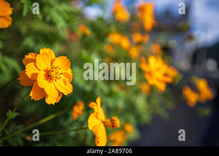 Close up Gelb cosmos Blumen oder Schwefel Kosmos im Park mitten im Wald und grün Natur Park und schöne abstrakte Unschärfe und Bokeh b Stockfoto