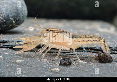 Cambarellus shufeldtii, Louisiana-Zwergflusskrebs, Cajun Zwergkrebse Stockfoto