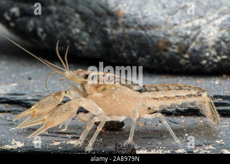 Cambarellus shufeldtii, Louisiana-Zwergflusskrebs, Cajun Zwergkrebse Stockfoto