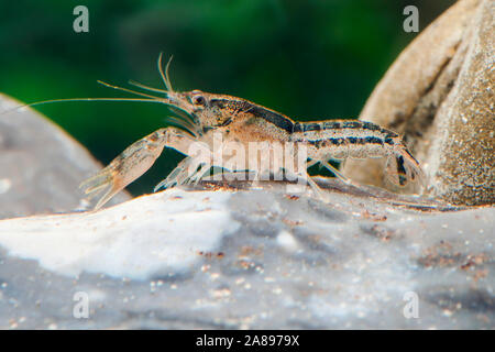 Cambarellus shufeldtii, Louisiana-Zwergflusskrebs, Cajun Zwergkrebse Stockfoto