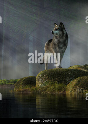 In der Wüste, ein Timber Wolf steht auf Moos Felsen neben einem noch Teich in einem dichten Kiefernwald bedeckt. Strahlen von Licht auf das Tier Stockfoto