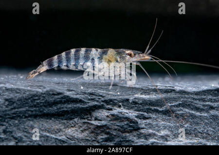 Caridina babaulti Zwerggarnele, Blau, Blauer Zwerg Garnelen Stockfoto