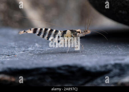 Caridina babaulti Zwerggarnele, Blau, Blauer Zwerg Garnelen Stockfoto