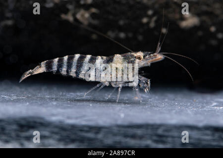 Caridina babaulti Zwerggarnele, Blau, Blauer Zwerg Garnelen Stockfoto