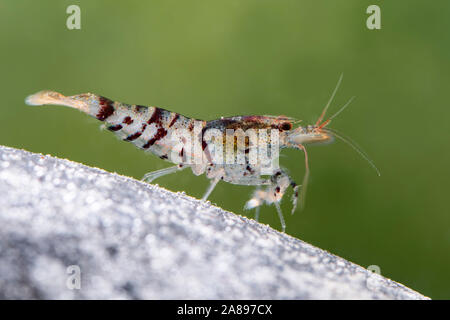 Caridina Mariae, Tiger-Zwerggarnele Tiger Zwerg Garnelen Stockfoto