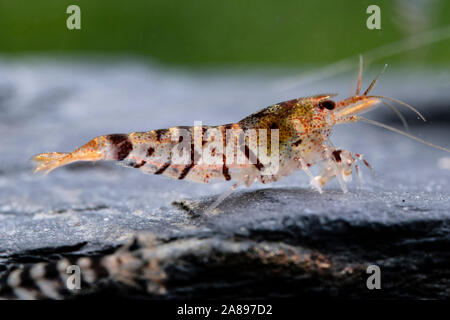 Caridina Mariae, Tiger-Zwerggarnele Tiger Zwerg Garnelen Stockfoto