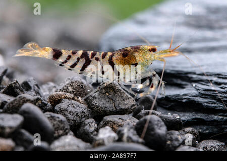 Caridina Mariae, Tiger-Zwerggarnele Tiger Zwerg Garnelen Stockfoto