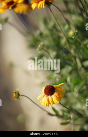 Gelb Orange Blumen gaillardia wachsen im Sommergarten. Stockfoto