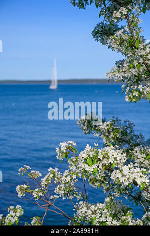 Segelboot in Bar Harbor, Mount Desert Island, ME, USA Stockfoto