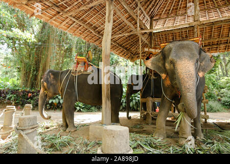 Domestizierte Elefanten mit Reiter Sattel in Thailand. Stockfoto