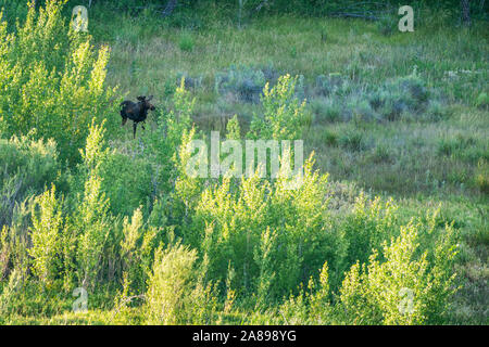 Elch im Feld in Picabo, Idaho, USA Stockfoto