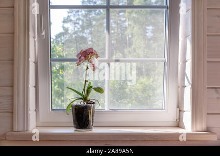 Weißes Fenster mit Moskitonetz in einem rustikalen Holzhaus mit Blick auf den Garten. Phalaenopsis Orchideen auf der Fensterbank Stockfoto