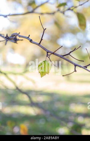 Eine letzte Lamelle auf einer Fallen Tree Branch verschwommen Park hintergrund herbst Stockfoto