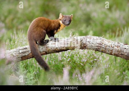 Baummarder, Martes martes Stockfoto