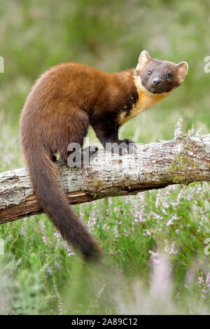 Baummarder, Martes martes Stockfoto