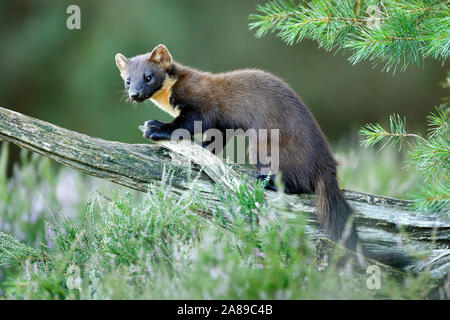 Baummarder, Martes martes Stockfoto