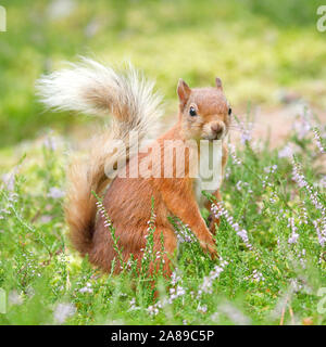 Eichhörnchen, Sciurus vulgaris Stockfoto