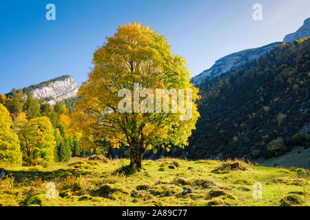 Berg-Ahorn, Acer pseudoplatanus, Schweiz Stockfoto