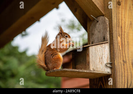 Eichhörnchen Stockfoto