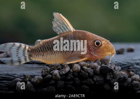 Corydoras gossei, Gosses Panzerwels, Corydoras Wels Stockfoto