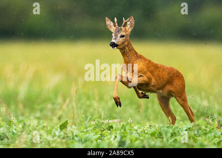 Junge Rehe durch den Sommer laufen Regentropfen Stockfoto