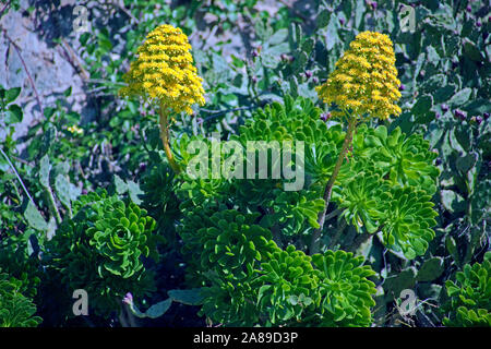 Zwerg-Strauch (Aeonium arboreum), Valldemossa, Region Comarca, Serra de Tramuntana, Mallorca, Balearen, Spanien Stockfoto