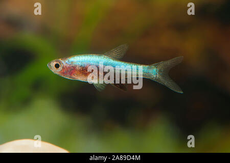 Sundadanio axelrodi Blau, Axlrods Baerbling, axelrod's Fire Rasbora Stockfoto