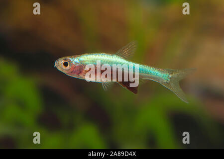 Sundadanio axelrodi Blau, Axlrods Baerbling, axelrod's Fire Rasbora Stockfoto