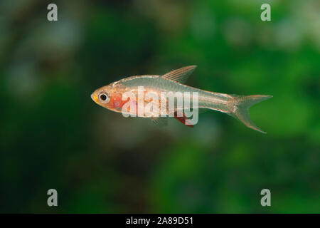 Sundadanio axelrodi Rot, Axlrods Baerbling, axelrod's Fire Rasbora Stockfoto