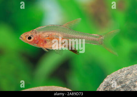 Sundadanio axelrodi Rot, Axlrods Baerbling, axelrod's Fire Rasbora Stockfoto