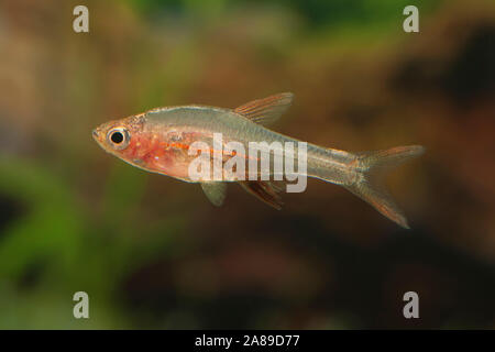 Sundadanio axelrodi Rot, Axlrods Baerbling, axelrod's Fire Rasbora Stockfoto