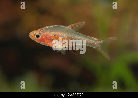 Sundadanio axelrodi Rot, Axlrods Baerbling, axelrod's Fire Rasbora Stockfoto