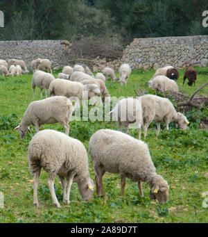 Schafe weiden auf der Wiese, inländischen Schafe (Ovis orientalis aries), Algaida, Mallorca, Balearen, Spanien Stockfoto